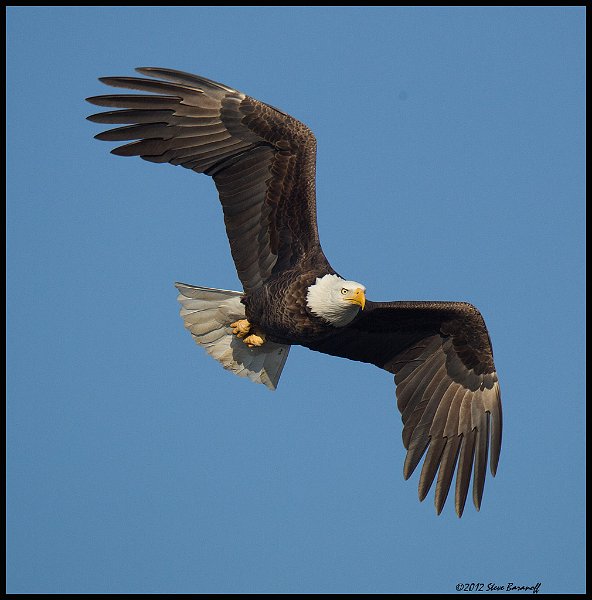 _2SB6953 bald eagle.jpg